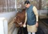 मुख्यमंत्री डॉ. यादव ने गौ सेवा कर की अपने जन्मदिन की शुरूआत