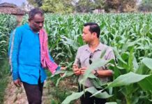 धान से मक्का की ओर बढ़ते कदम :फसलचक्र परिवर्तन से धमतरी के किसानों की बढ़ी आय, जल संरक्षण को मिली नई दिशा