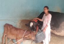 मेडिकल लैब से माटी तक, आरती ने पशुधन से लिखी सफलता की नई कहानी
