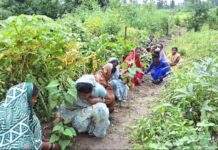 घरों की बाड़ी बनी महिलाओं की तरक्की की राह