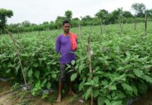 तखतपुर के किसानों ने अपनाई उन्नत खेती, बढ़ी कमाई