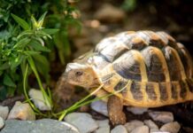 घर में कछुआ रख रहे हैं तो इन बातों का रखें विशेष ध्यान, दिशा खराब तो फिर तो बेड़ागर्क ही समझो