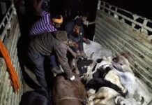 देर रात गाय चोरी की कोशिश, विरोध पर ग्रामीणों पर फेंकी बोतलें; दी जानलेवा धमकी