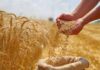 युद्ध की आहट से यूपी के गेहूं निर्यात पर संकट, 1600 करोड़ के सौदे रद्द