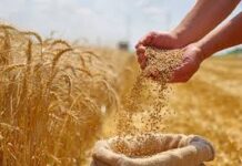 युद्ध की आहट से यूपी के गेहूं निर्यात पर संकट, 1600 करोड़ के सौदे रद्द