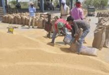 एमपी में पीपी बैग की कमी से गेहूं खरीदी पर संकट, 1 अप्रैल से शुरू होगी प्रक्रिया
