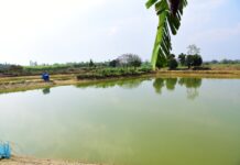 प्रधानमंत्री मत्स्य संपदा योजना