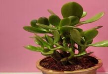 होली से पहले घर के दरवाजे पर लगा दे ये 5 पौधे, रातों-रात बदल सकती है आपकी किस्मत, जानें वास्तु शास्त्र में महत्व