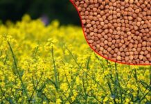 1 अप्रैल से सरसों और चना की MSP पर खरीद शुरू होगी
