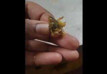 RGPV कैंटीन विवाद: खाने में निकली छिपकली, शिकायत पर बताया शिमला मिर्च