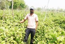 ग्राफ्टेड बैंगन की उन्नत खेती से अमृत बंजारे की आर्थिक स्थिति हुई सुदृढ़