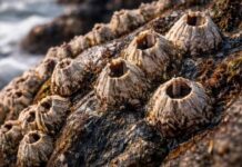 समुद्री जीव बारनाक्ले को कैल्शियम कार्बोनेट का कवच रखता है सुरक्षित