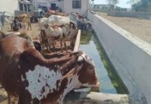 बड़वानी पुनर्वास अधूरा: सरदार सरोवर विस्थापित छोटे बड़दा में पानी के लिए जूझ रहे