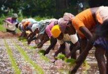 आंकड़ा: गर्मी की फसलों का कुल रकबा घटा, पर दलहन व तिलहन का बुवाई रकबा बढ़ा; 0.31 लाख हेक्टेयर में बोया बाजरा