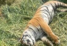 रणथंभौर नेशनल पार्क में मादा बाघिन टी-94 का शव मिला, होगा पोस्टमार्टम