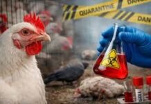 बिलासपुर में बर्ड फ्लू अलर्ट के बीच बड़ी लापरवाही सामने आई