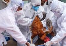 बिलासपुर में बर्ड फ्लू का खतरा बढ़ा