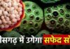 ‘सफेद सोना’ उगलेगा छत्तीसगढ़ का यह जिला, ग्रामीण महिलाओं की चमकेगी किस्मत