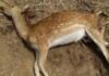 वन विभाग का शर्मनाक कृत्य, हिरणों की मौत के बाद पार्क में टोटका