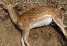 वन विभाग का शर्मनाक कृत्य, हिरणों की मौत के बाद पार्क में टोटका