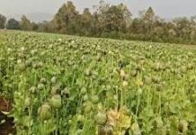 बलरामपुर में फिर अफीम खेती का खुलासा, तुर्रीपानी गांव में कार्रवाई