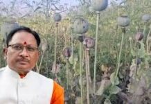 अफीम की अवैध खेती पर सीएम साय सख्त, कलेक्टरों से 15 दिन में मांगी रिपोर्ट