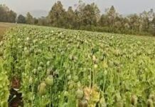 बलरामपुर के तुर्रीपानी गांव में अफीम की खेती का खुलासा, दो गिरफ्तार; 2 करोड़ की अफीम जब्त