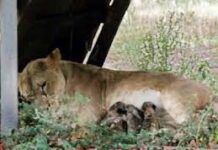 इंदौर चिड़ियाघर में खुशखबरी, शेरनी मेघा ने दिए 3 शावकों को जन्म