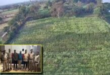 दुर्ग में अफीम की अवैध खेती का नया खुलासा, दो और आरोपी गिरफ्तार