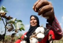 कपास किसानों के लिए खुशखबरी, MSP फंड के लिए सरकार ने CCI को 1,718.56 करोड़ मंजूर