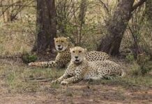 मध्य प्रदेश से कोटा पहुंचा चीता, वन विभाग अलर्ट मोड पर