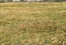 बेमौसम बारिश और ओलावृष्टि से फसलों को भारी नुकसान।