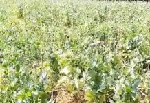 रायगढ़ के गांव में फिर अफीम की खेती का भंडाफोड़