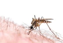 बार-बार ठंड और तेज बुखार—मलेरिया के संकेत हो सकते हैं ये लक्षण