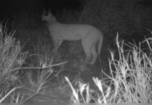 कैराकल की दुर्लभ झलक, जैसलमेर बना संरक्षण का नया केंद्र