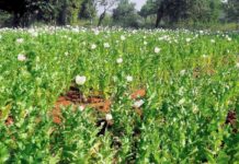 1 अप्रैल से अफीम की तौल शुरू: किसानों के लिए राहत भरी खबर, नारकोटिक्स ब्यूरो का बड़ा प्लान तैयार