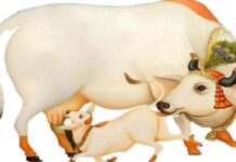 कामधेनु गाय देती है शुभ फल