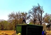 वन विभाग की बड़ी उपलब्धि : बारनवापारा का रामपुर ग्रासलैंड फिर हुआ काले हिरणों से आबाद