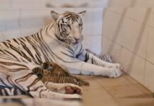 ग्वालियर जू में खुशखबरी: बाघनी ‘मीरा’ ने 2 रॉयल बंगाल और 1 सफेद शावक को जन्म दिया