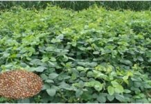 हरी खाद – मिट्टी की खोई उर्वरता बढ़ाने का प्राकृतिक समाधान