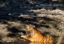 खिवनी अभयारण्य बनेगा वन्यजीव संरक्षण और इको-टूरिज्म का आदर्श मॉडल : मुख्यमंत्री डॉ. यादव