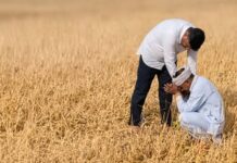 ओलावृष्टि से फसलें बर्बाद, किसानों के लिए मुआवजे की मांग