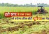 हरी खाद- खेती में बढ़ेगा उत्पादन, मिट्टी की सेहत होगी बेहतर
