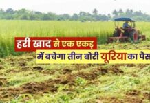हरी खाद- खेती में बढ़ेगा उत्पादन, मिट्टी की सेहत होगी बेहतर