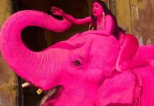 फोटोशूट के लिए गुलाबी रंगा गया हाथी बना मौत का शिकार, रूसी इन्फ्लुएंसर पर गिरेगी गाज