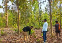 बाघ गणना का कार्य सफलतापूर्वक संपन्न