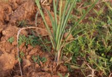 लेमनग्रास -किसानों के लिए कम पानी में ज्यादा कमाई का साधन