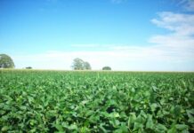 यूरिया का प्रभावी विकल्प बन रही हरी खाद, जशपुर में 600 हेक्टेयर में प्रदर्शन