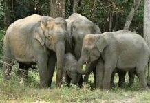 कुदमुरा रेंज में पहुंचा हाथियों का दल