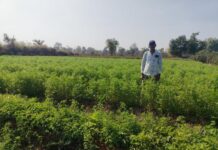 मसाला क्षेत्र विस्तार योजना: मसाले की खेती ओर बढ़ रहा किसानों का रूझान